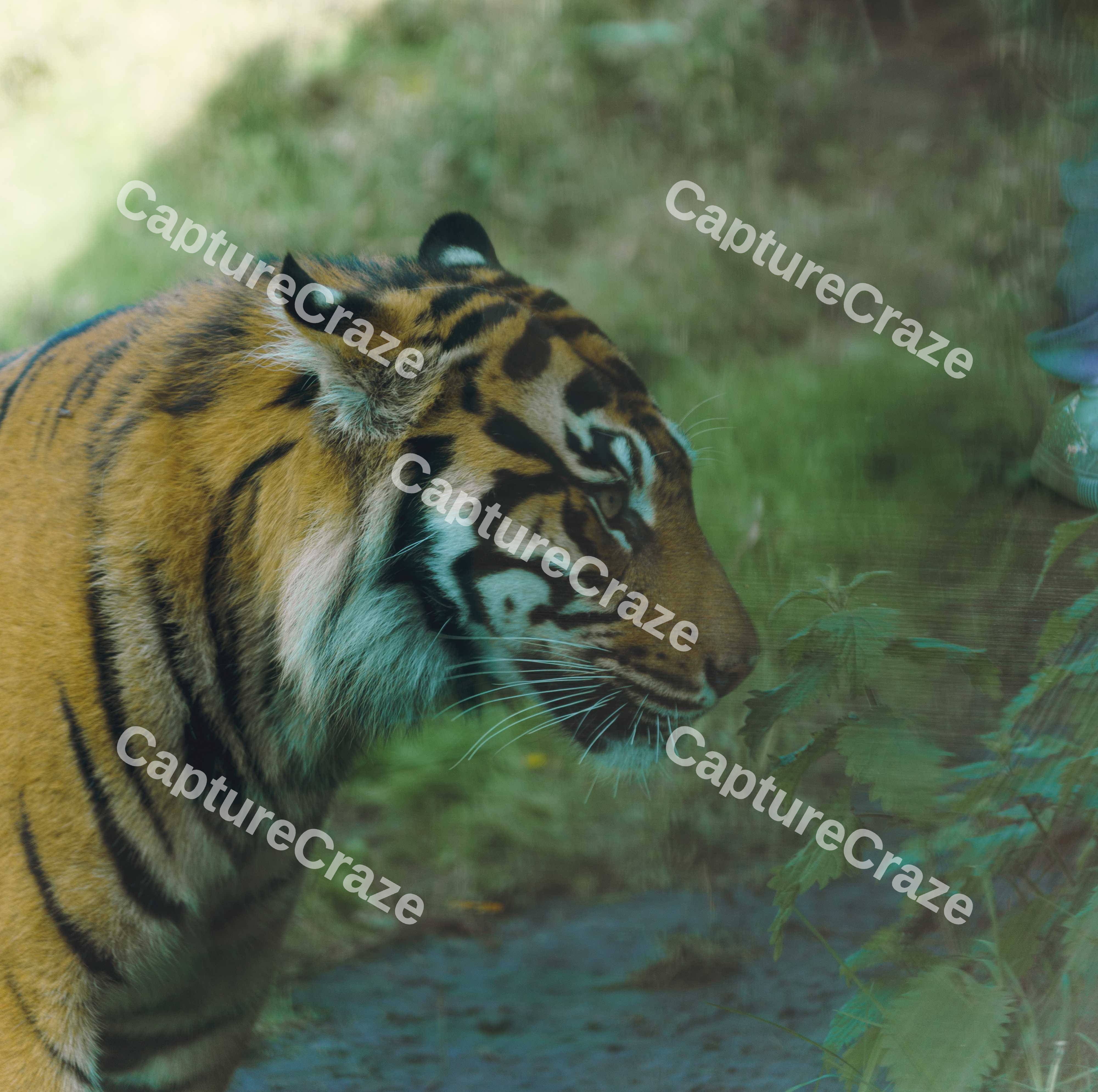 Menacing Tiger